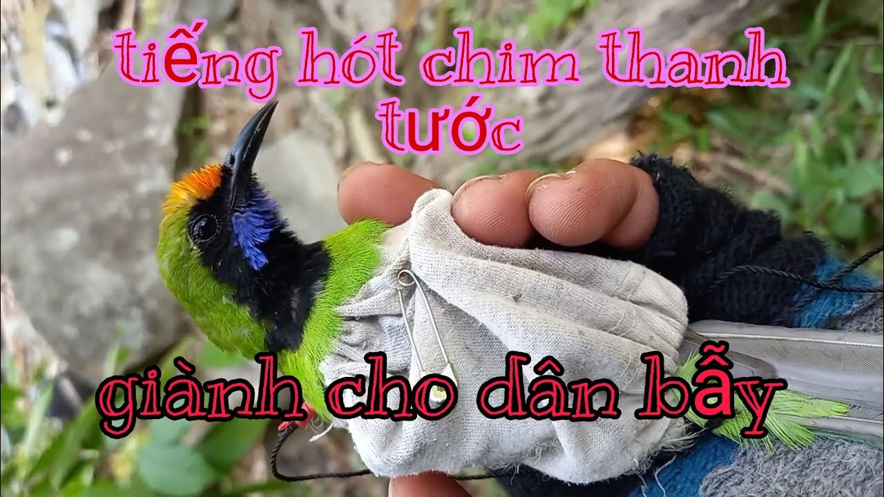 Tiếng chim thanh tước giành cho anh em đi bẫy.