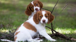 Training Your Brittany Dog for Hunting and Retrieving by Brittany Dog USA 58 views 8 days ago 4 minutes, 59 seconds