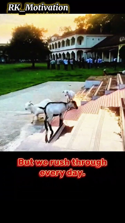 Goats Gave Us a Lesson 🐐📚 #shorts #youtubeshorts #enjoylife