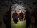 Wild America: Stati Uniti on the road