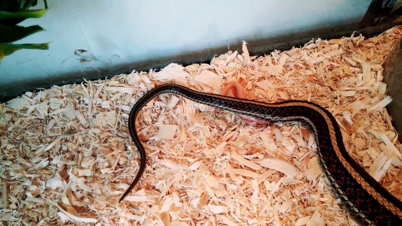 camera iphone 8 plus apk Red plains het albino x albino 4