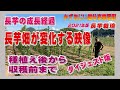 長芋の成長経過を畑が変化していく様子を画像や解説入り動画でご紹介－2021年版：長芋の栽培　 農作業に挑戦中！