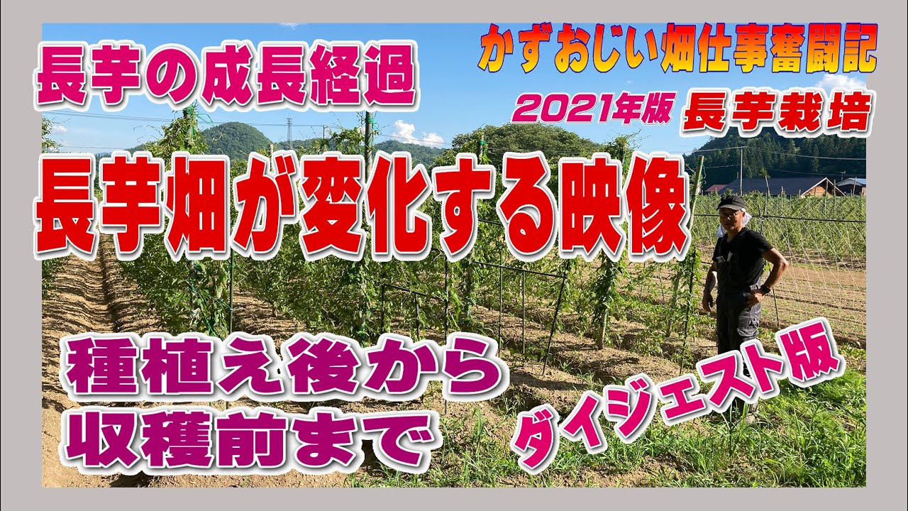 長芋の成長経過を畑が変化していく様子を画像や解説入り動画でご紹介－2021年版：長芋の栽培　 農作業に挑戦中！