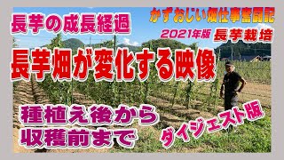 長芋の成長経過を畑が変化していく様子を画像や解説入り動画でご紹介－2021年版：長芋の栽培　 農作業に挑戦中！