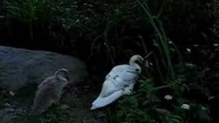 Swan Duckling going back to the lake