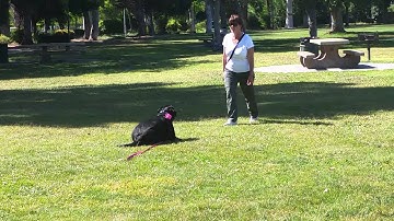 San Francisco Dog Training A Labrador To Down
