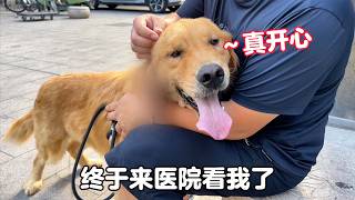 讓人心酸，來醫院看石頭壹見面就趴在身上，懂事的狗狗最讓人心疼