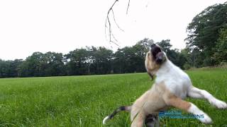 Austrian Pinscher puppy 13,5 weeks - Oostenrijkse pincher puppy - Running at 100 fps slowmotion