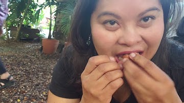 How to crack open a Macadamia nut the old way | Hawaiian Macadamia nut