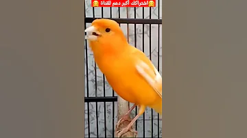 تغريد ذكر كناري هائج بدون أخطاء لتحفيظ صغار الكناري Singen Ganari Vogel 