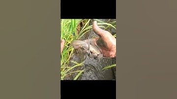 Bắt cá mắc cạn trên đám ruộng khô nước #shorts