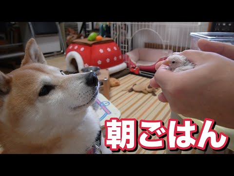 柴犬小春　今朝の朝ごはんASMR！小春と文鳥の文ちゃん