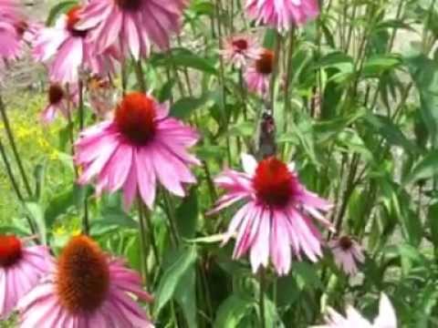 Wideo: Buddleya - Raj Dla Motyli