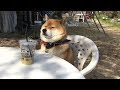 飼い主とのお茶会がつまらな過ぎて居眠りをごまかす柴犬 Shibe is trying to stay awake at the boring tea party.