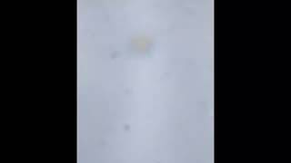 I found a trumpet shaped microbe, and I have proof! by WITH3Я 9 views 1 year ago 48 seconds