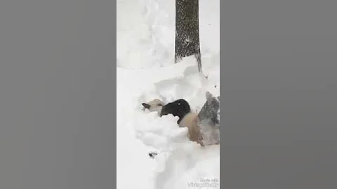 Панда зимой