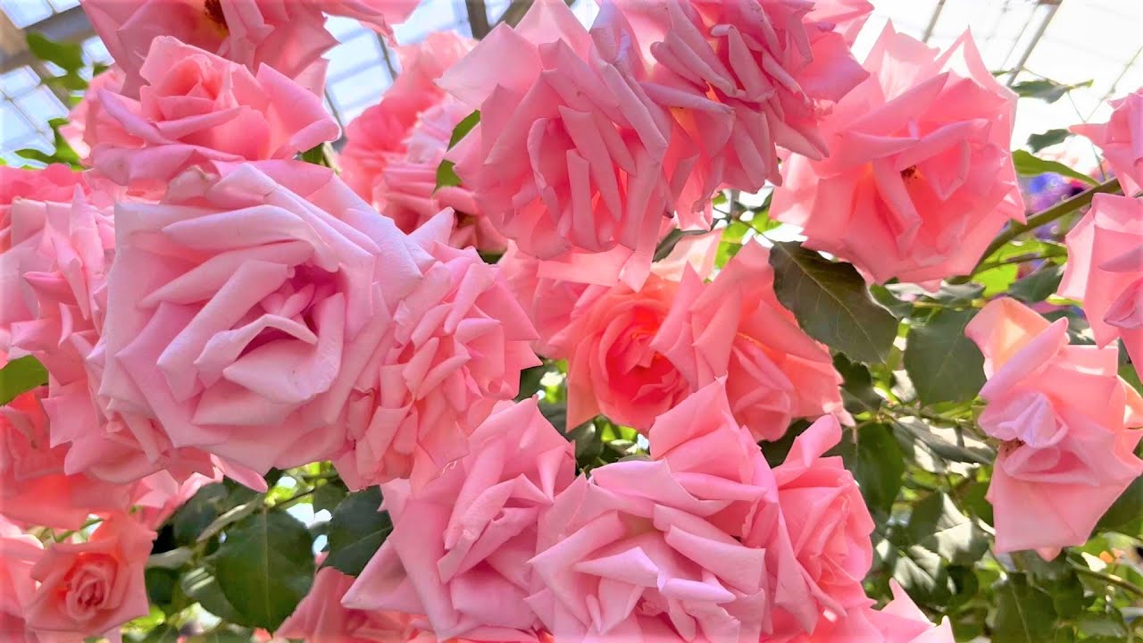 【4K】つるバラが満開♪京成バラ園 2023年5月5日の開花状況 Keisei Rose Garden
