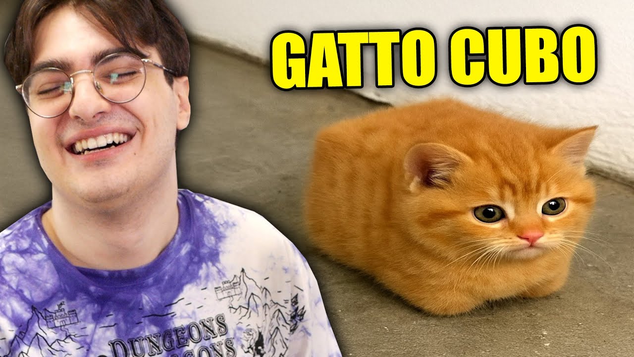 SE QUESTI GATTI TI FANNO RIDERE HAI PERSO PROVA A NON RIDERE!