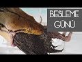 BESLEME GÜNÜ ( RETICULATED , BOA , BULLFROG , HOGNOSE , CINGULATA , VINE SNAKE) | OKAN YÜCETÜRK