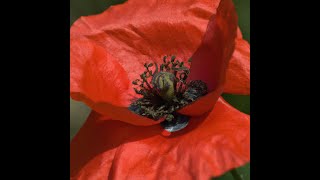 видео: МК❤️ МАКИ из БЗК  от Натальи Колбасовой❤️❤️Cream poppies картинка: МК❤️ МАКИ из БЗК  от Натальи Колбасовой❤️❤️Cream poppies