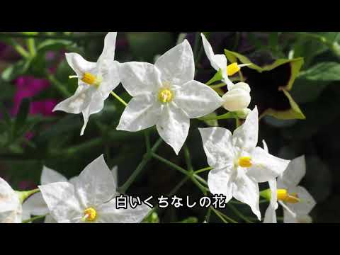 くちなしのバラード（舟木一夫）歌：onto