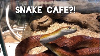 We Went to a Snake Cafe in Osaka!