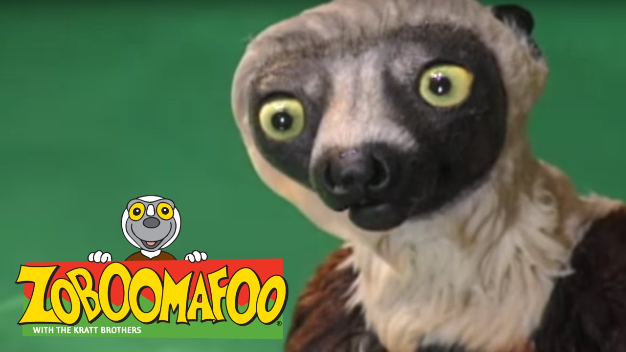 Zoboomafoo 218 Buddies (Full Episode) YouTube