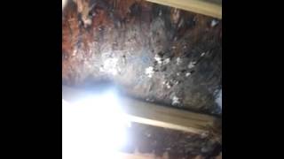 Horrible landlord will not fix moldy roof