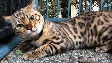 Pierre Stemmett - Claws (Cat Music Video)