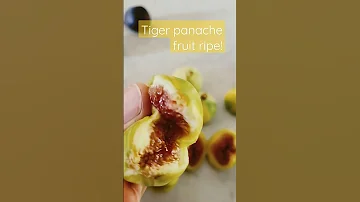 Gifts from the garden Tiger Panache! Sweetest fig of all the figs growing! Many fruit flowers sweet!