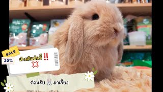 อยากได้กระต่ายเชื่อง ขี้อ้อน ก่อนรับ🐇มาเลี้ยง ห้ามลืมข้อนี้‼️🐰