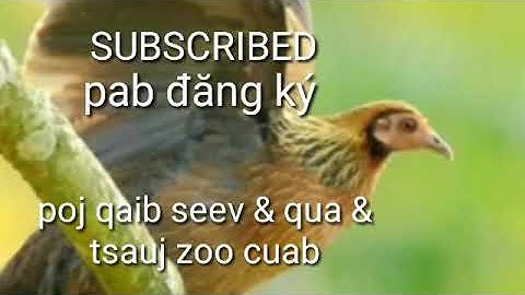 Tiếng gà mái gọi trống chuổn 2020 suab poj qaib seev cuab tuaj