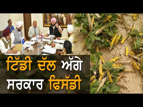 ਟਿੱਡੀ ਦਲ ਦੇ ਹਮਲੇ ਕਾਰਣ ਦਹਿਸ਼ਤ `ਚ ਕਿਸਾਨ | TV Punjab