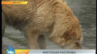 В Иркутске травят чипированных собак, которые безопасны для окружающих В Иркутске травят чипированных собак, которые безопасны для окружающих