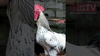 Budidaya Ayam KST. Hasil Persilangan Ayam-Ayam Unggulan #ayamkampungunggul