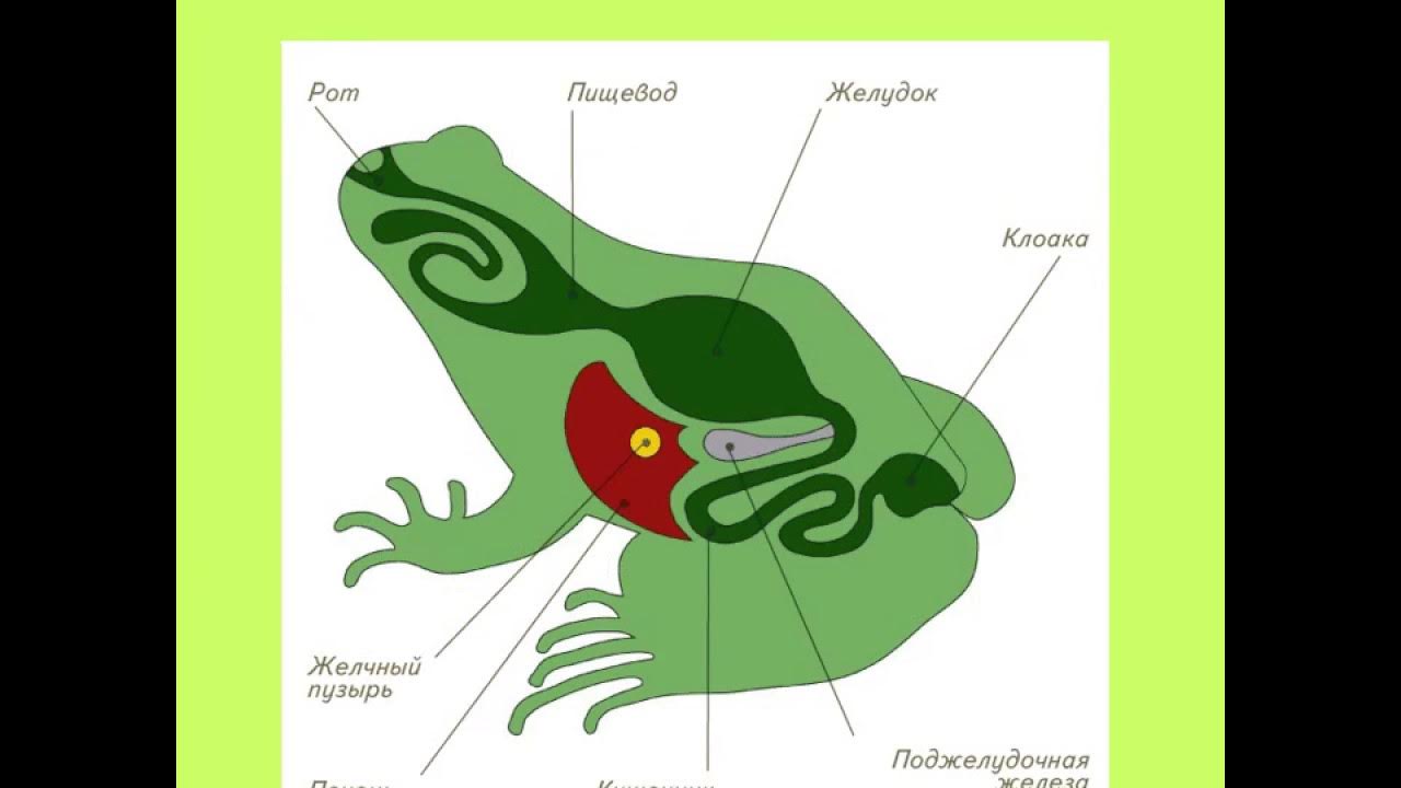 Земноводные печень. Строение земноводных пищеварительная система лягушки. Строение пищеварительной системы земноводных. Пищеварительная система земноводных 7 класс биология. Строение пищеварительной системы амфибий.