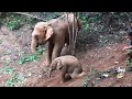 Baby Elephant Playing Like A Cute Puppy