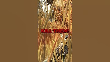 De AI van deze game is 10 jaar lang verfijnd. #escapefromtarkov #shorts