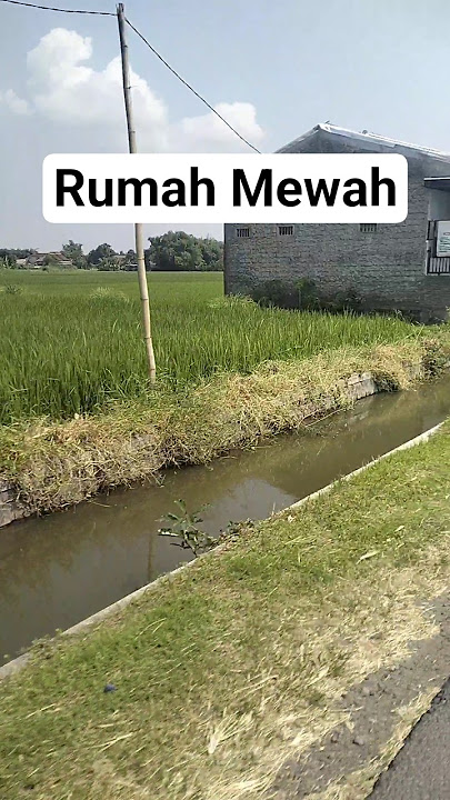 Rumah di tengah Sawah Mewah (Mepet Sawah) #sawah #rumah #pedesaan #persawahanpedesaan #rumahmewah