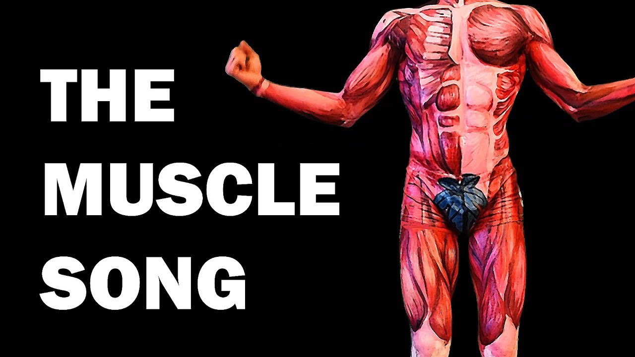 What'S The Most Important Muscle In The Body?