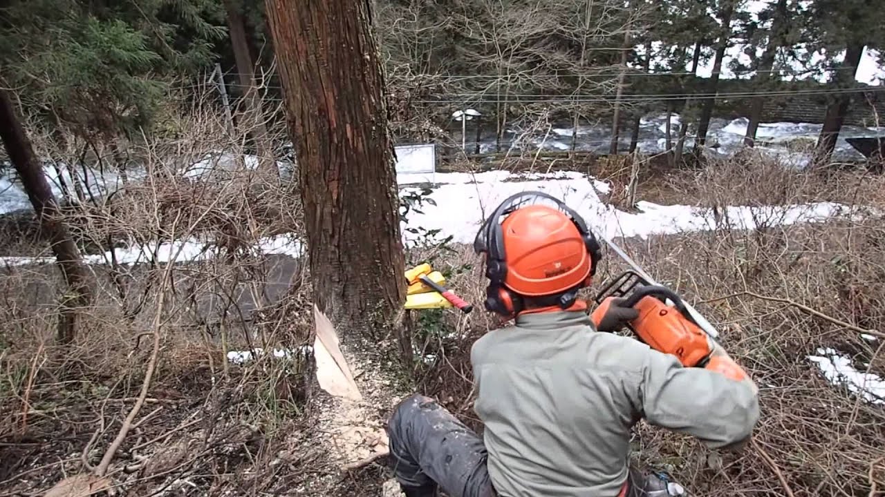林道最前線 Forefront forest road 「クサビによる片枝の木の逆倒し」 - YouTube