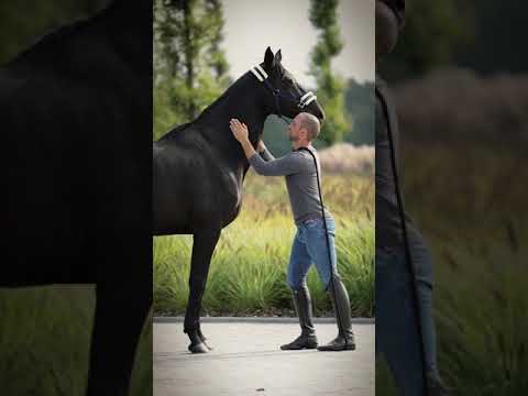 Video: Skulle du köpa en häst med klumpfot?
