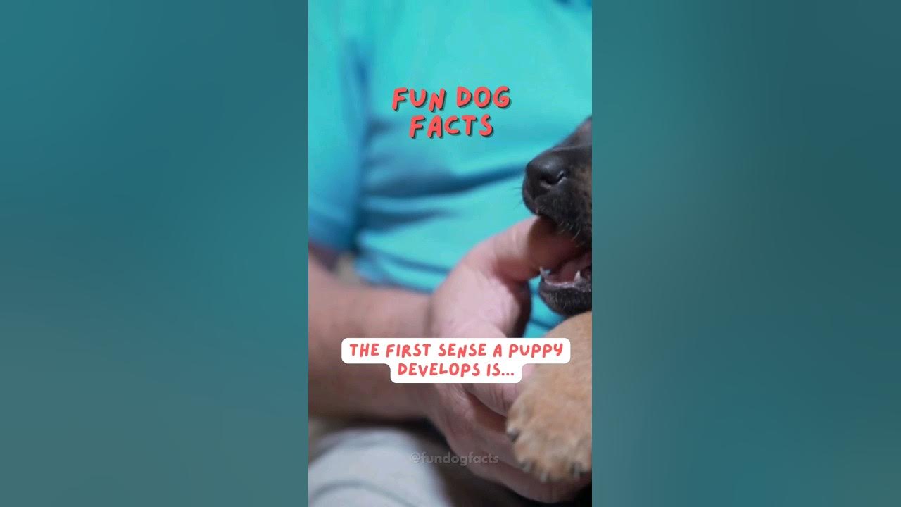 What Is The FIRST Dog Sense YouTube what-is-the-first-dog-sense-youtube