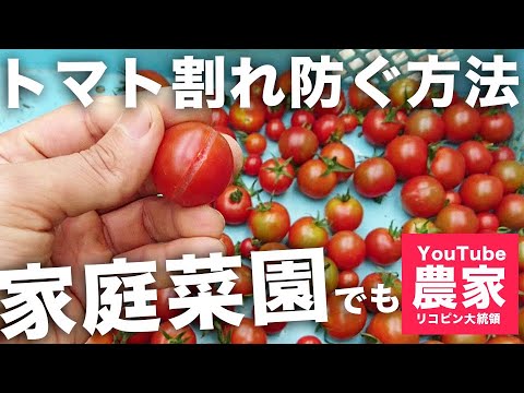 ミニトマト 裂果が少なくなった方法をご紹介します リコピン大統領 Youtube