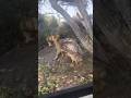 Lions Figth #wildlife #animals #documentary #lion #lions #lionattack #podcast #fighting