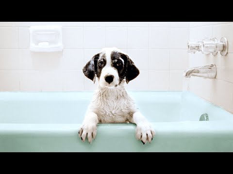 How to Save Money with These DIY Dog Grooming Tips