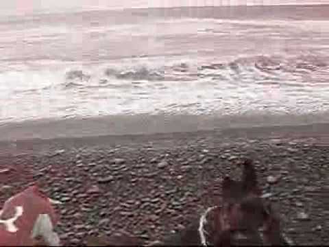 Saber and Rose at Big Black Sands Beach in Shelter...