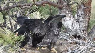 Smith Rock State Park Eaglets at 8 Weeks.