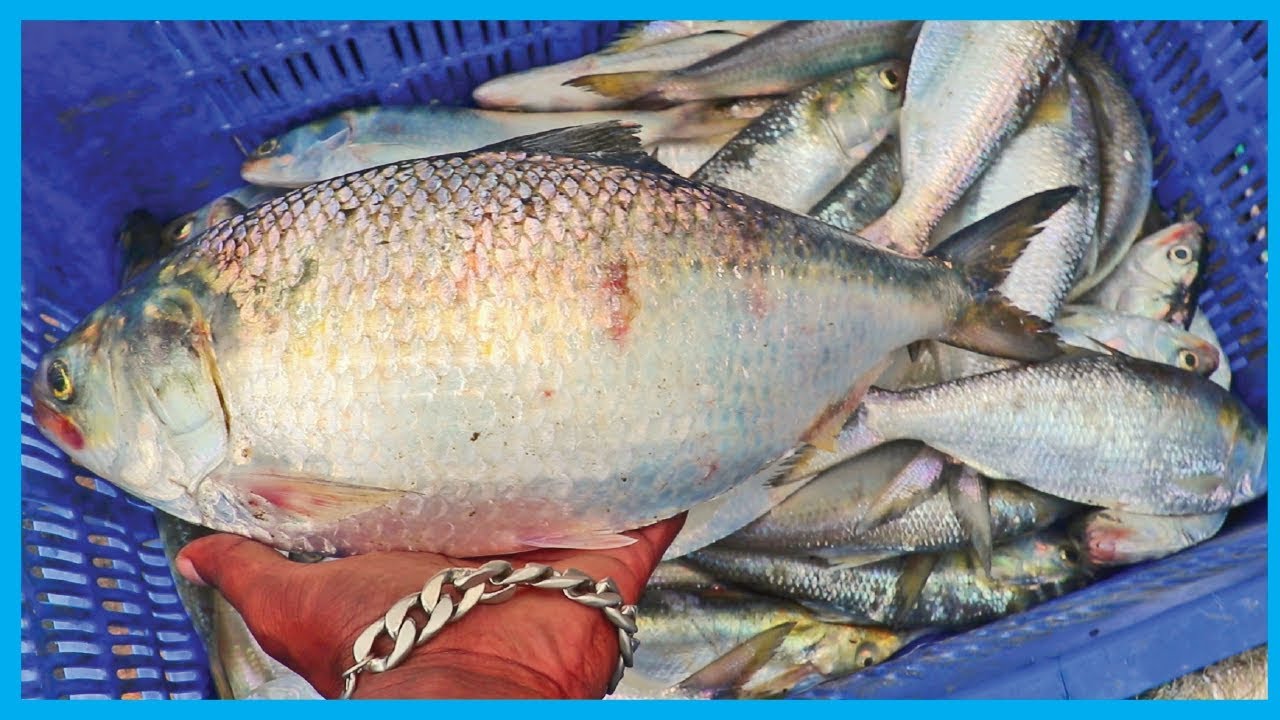 hilsa fish fishing Best Hilsa Fish Video with Big River Fish (Part 19) | Fish Corn