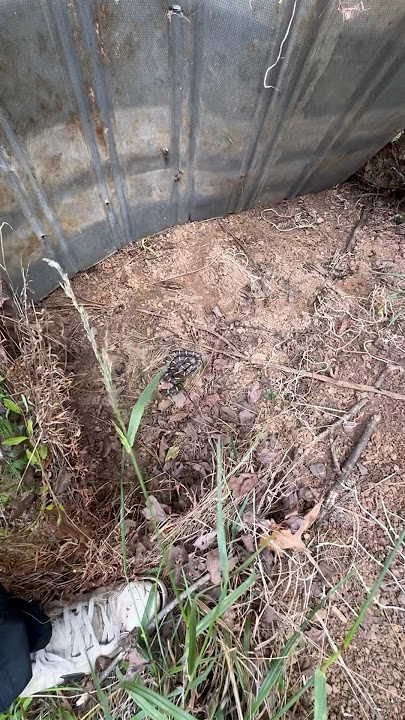 Eastern Milksnake flip!!! 🥛 #snake